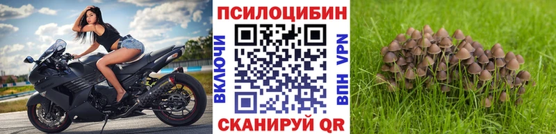 Псилоцибиновые грибы мицелий  Купить  Хадыженск 